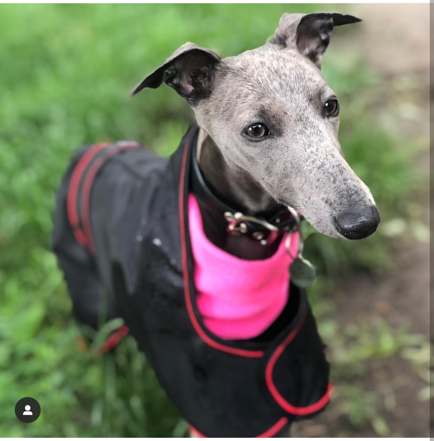 Pointy Faces lightweight whippet raincoa