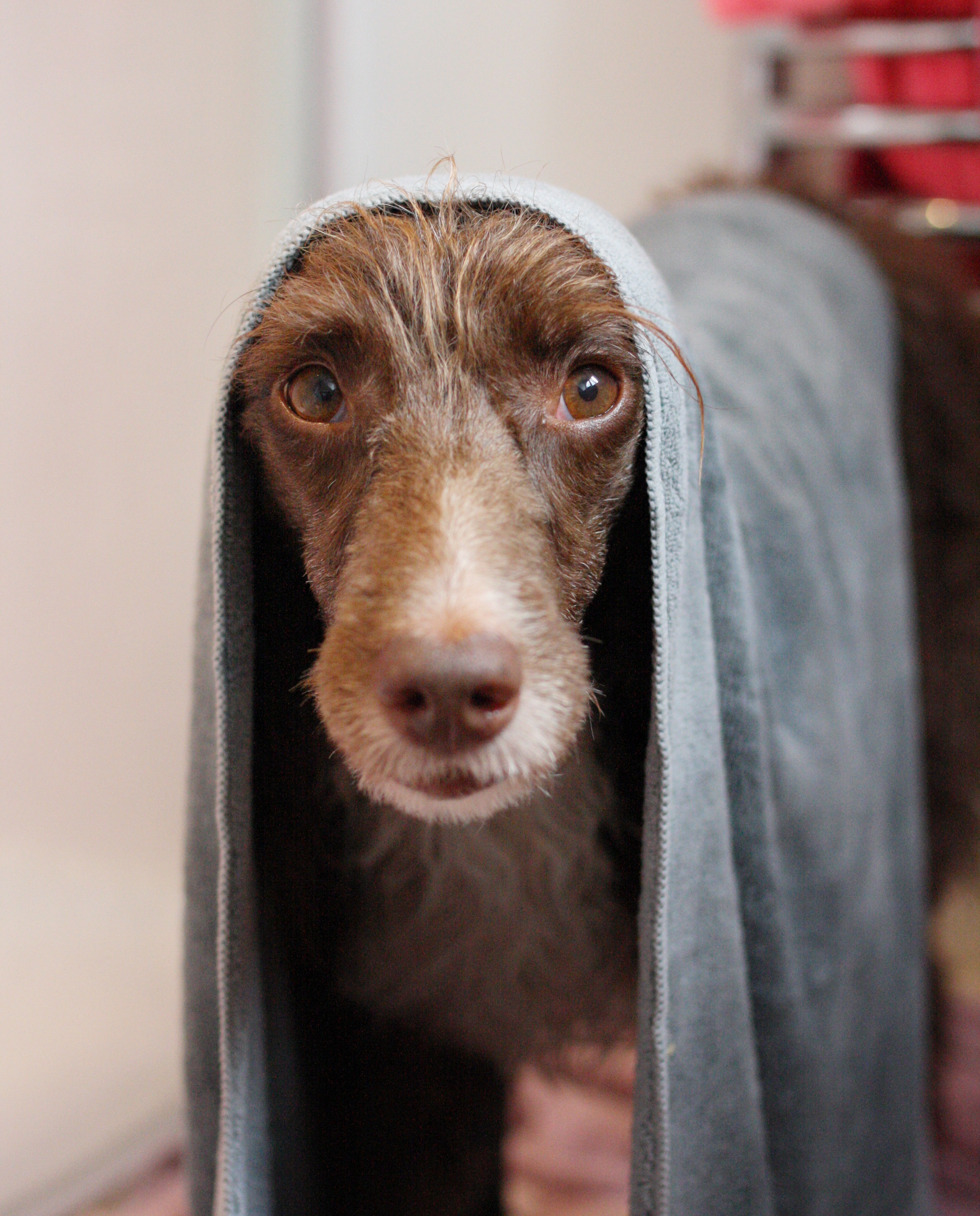 Pointy Faces Microfibre Dog Towel