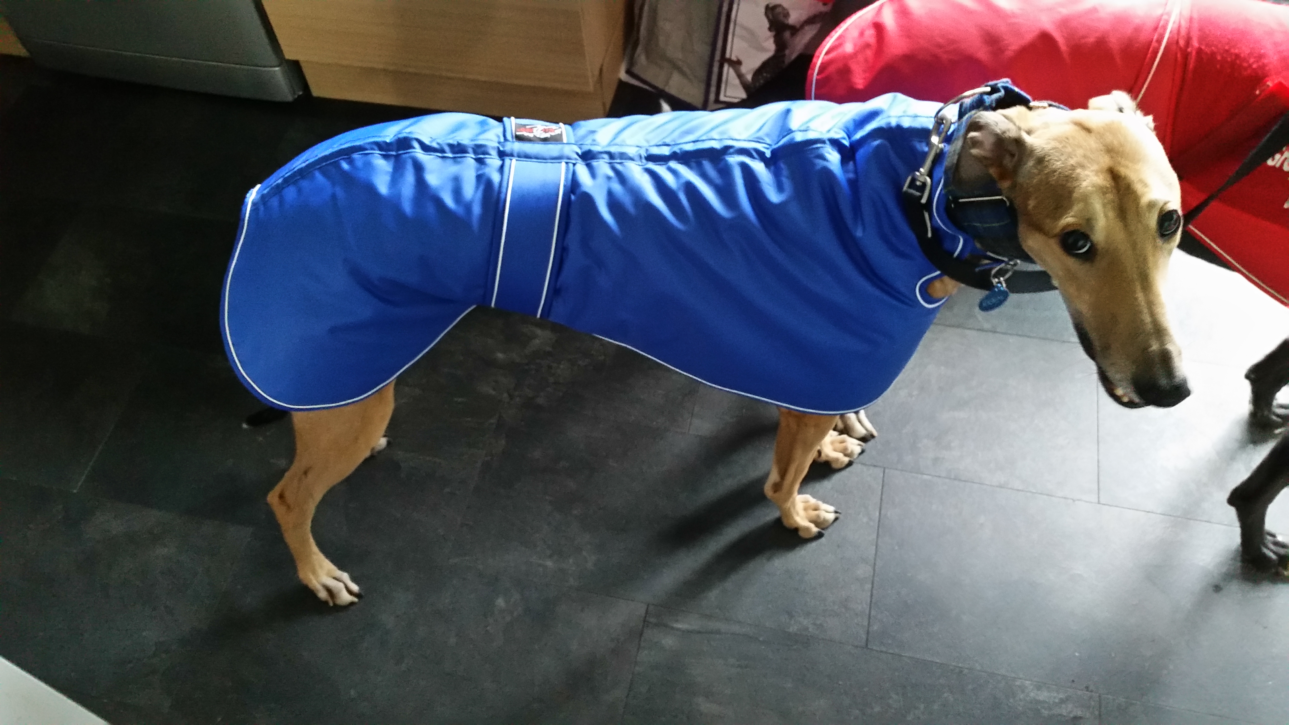 Pointy Faces Greyhound Coat Blue