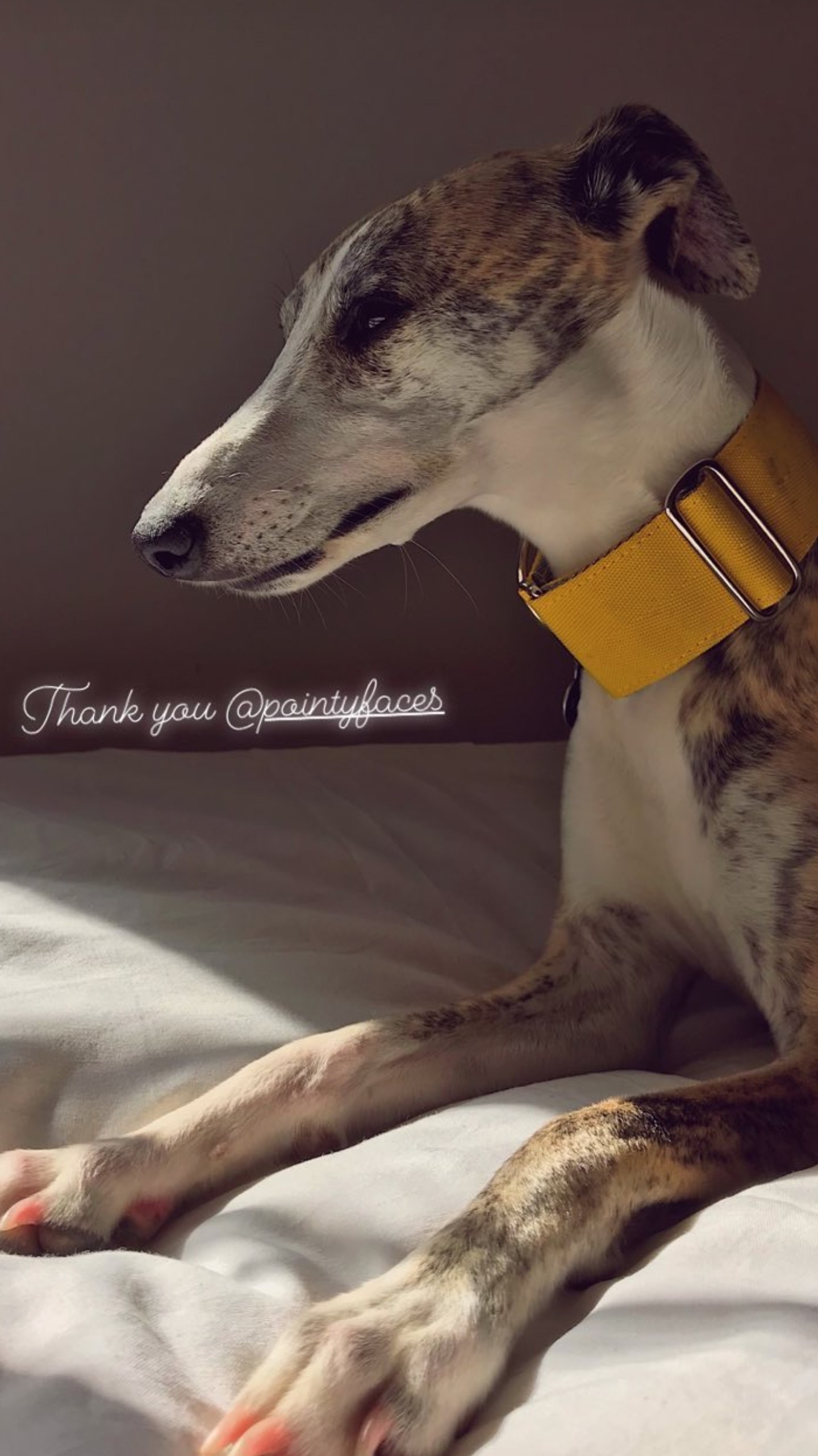 Pointy Faces Whippet Collar Yellow
