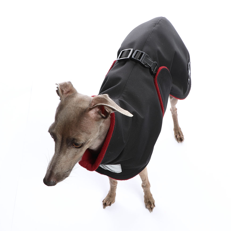 Warm Whippet Italian Greyhound Coat