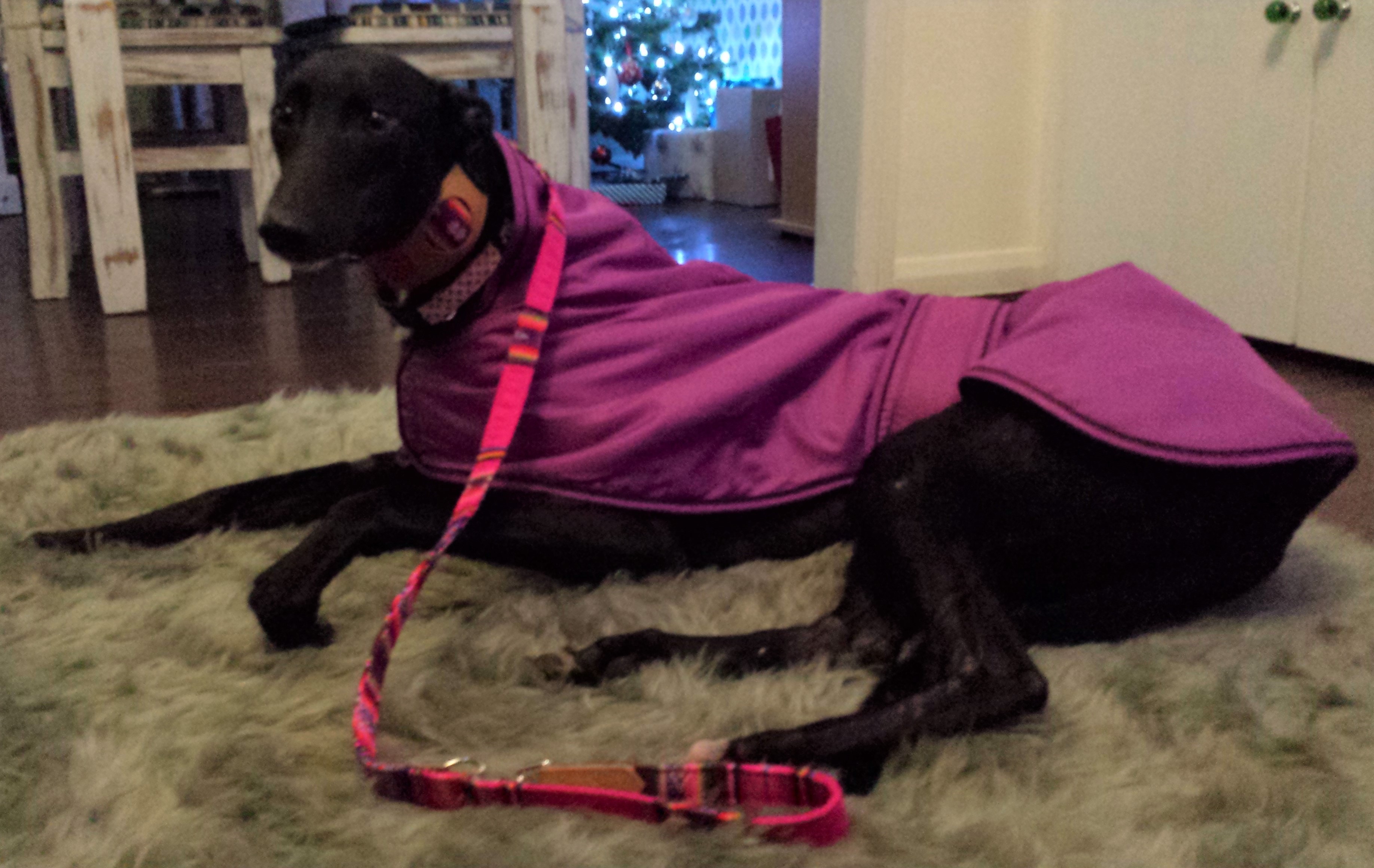 Pointy Faces Pink Greyhound Coat Collar and Lead
