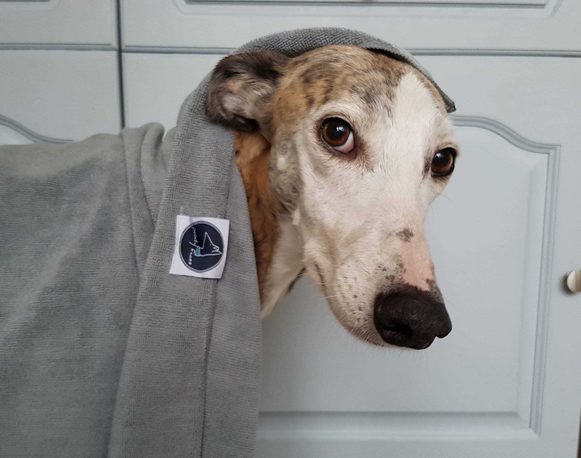 Pointy Faces Dog Towel