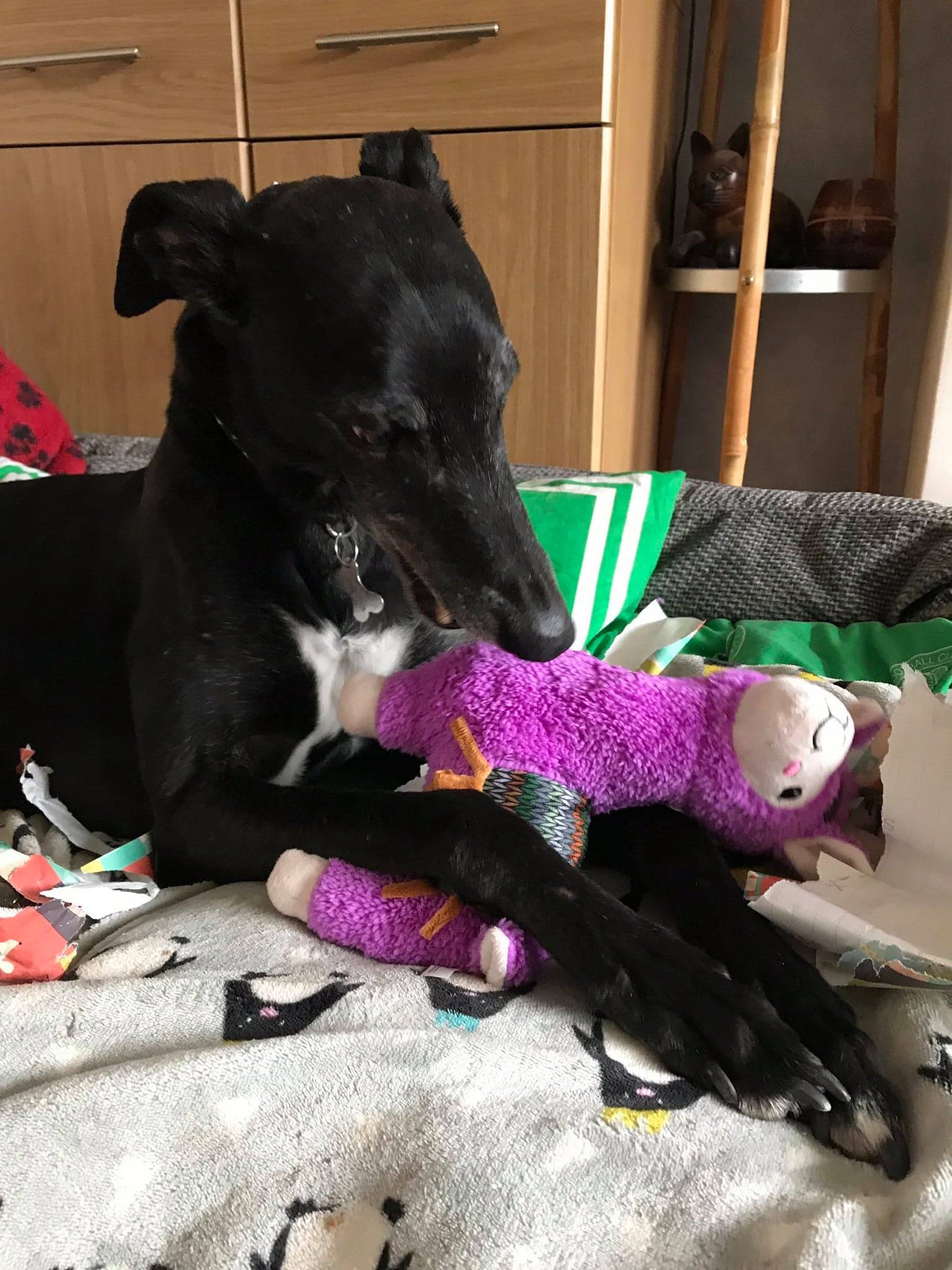 Pointy Faces Greyhound Toy
