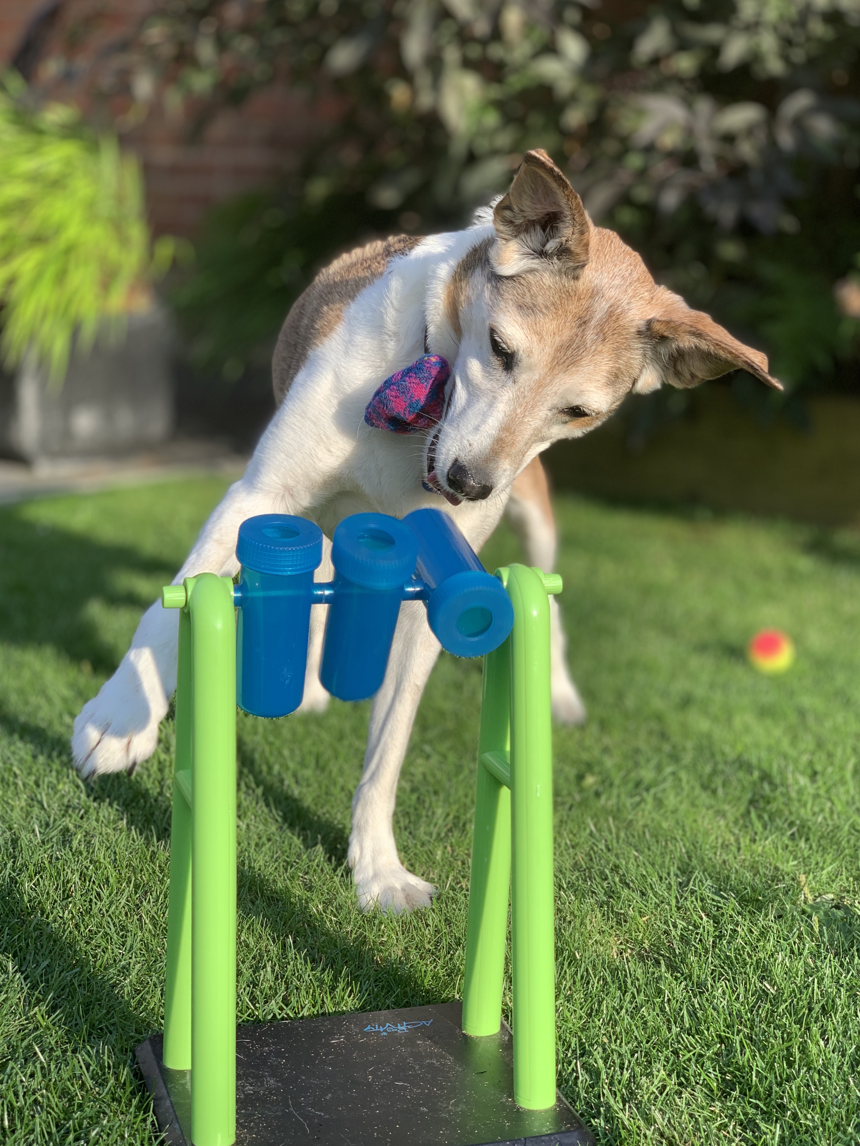 Pointy Faces enrichment dog toy