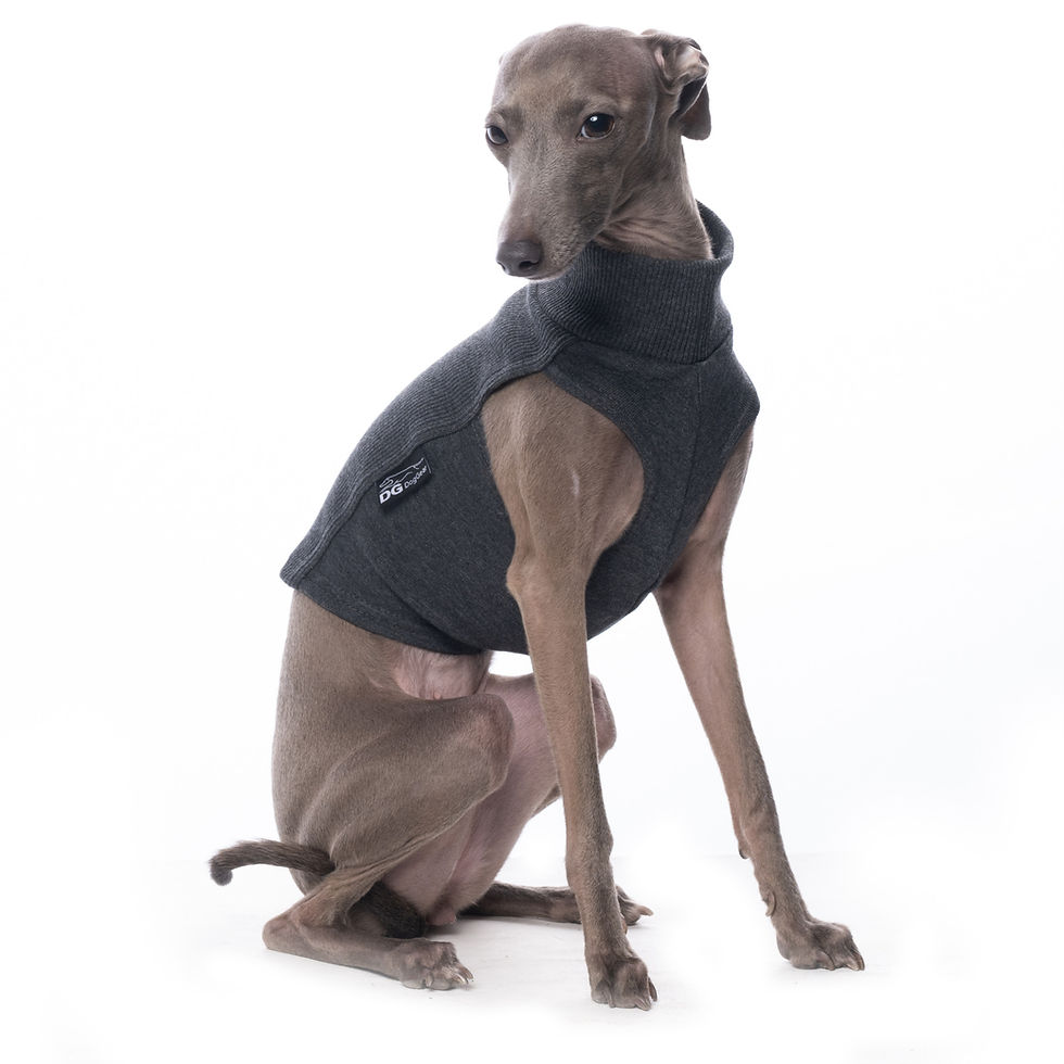 Thumbnail: Italian Greyhound T-shirt DG Dog Gear