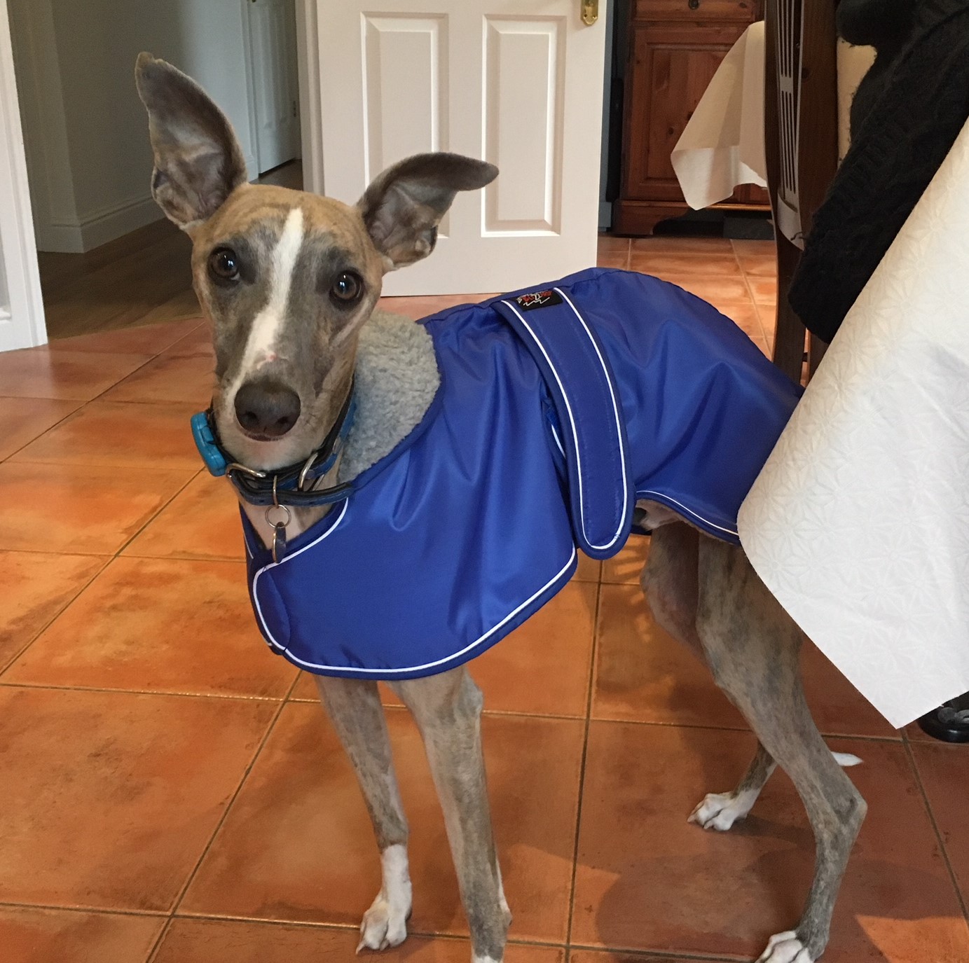 Whippet Coat Pointy Faces Blue Wilbur