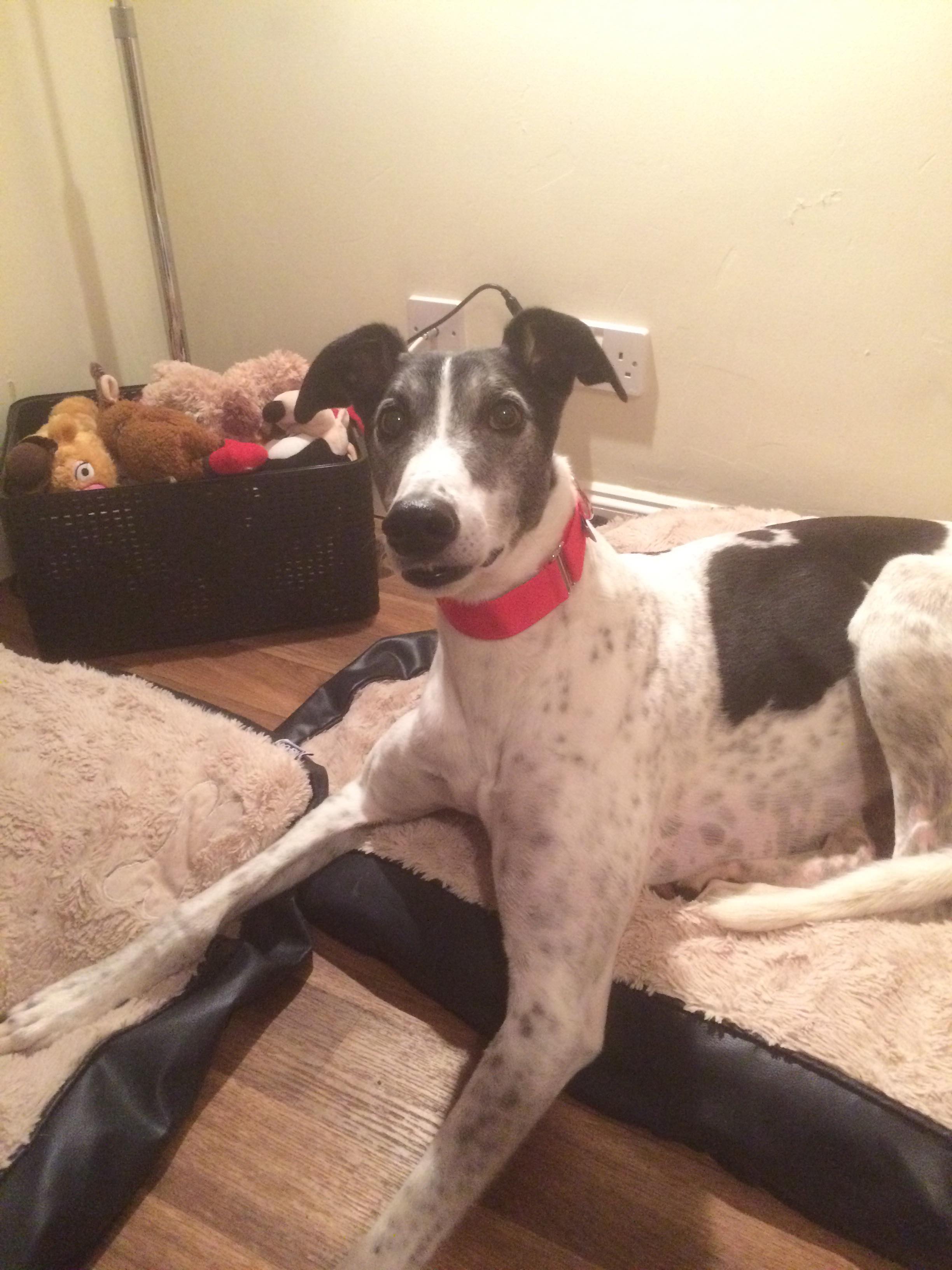 Greyhound Martingale Collar Red