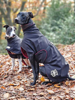 Sighthound Coat Bull Lurcher