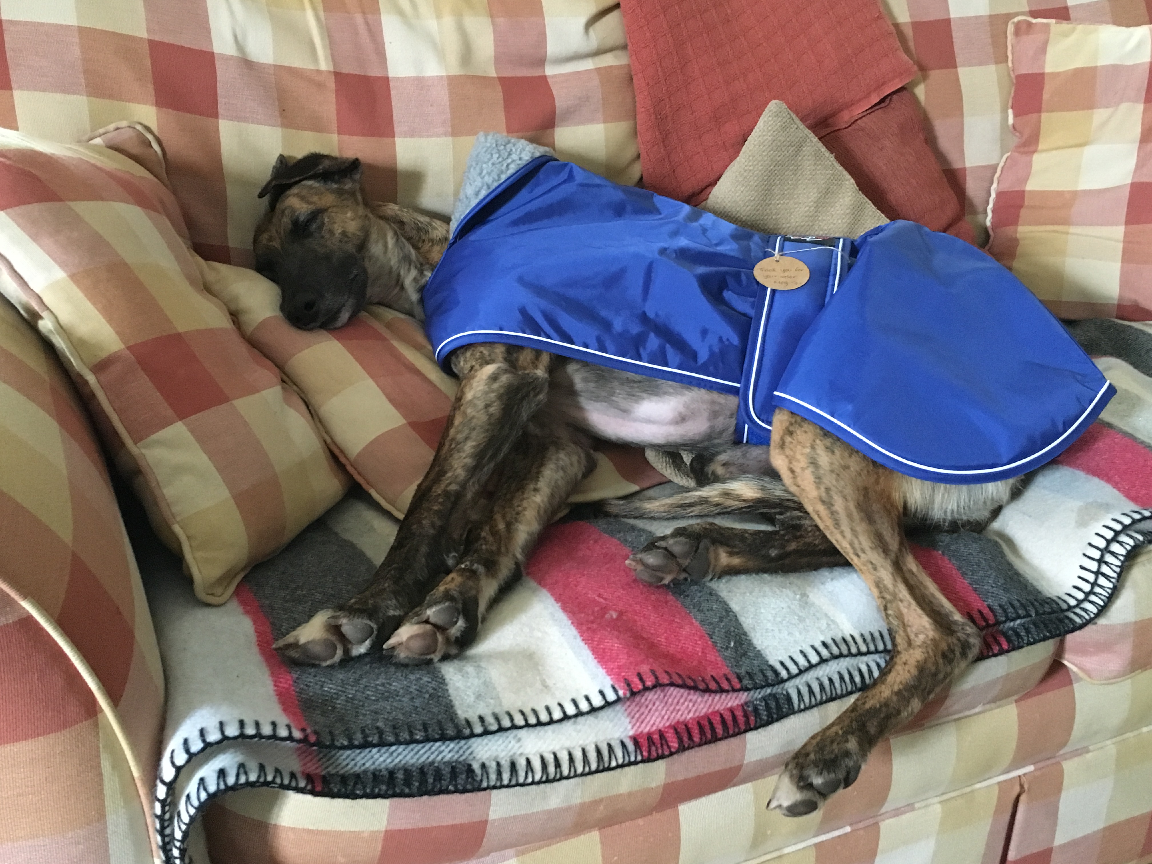 Pointy Faces Blue Lurcher Fleece Lined Coat Customer Photo