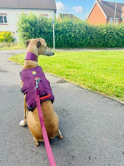 lurcher harness