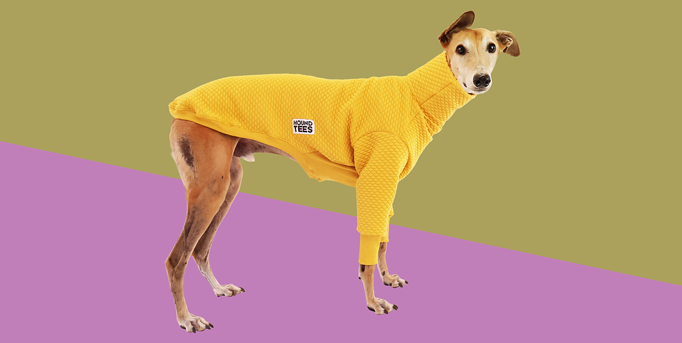 Greyhound in Yellow Jumper 