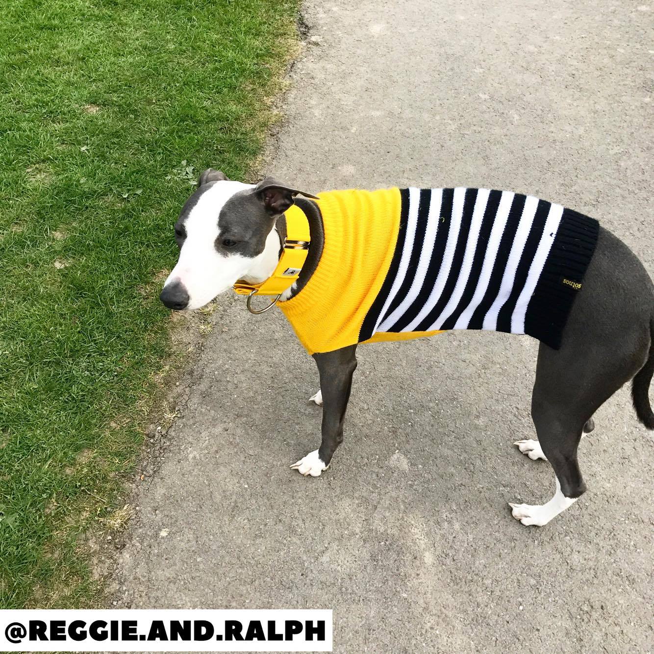 Pointy Faces Whippet Collar