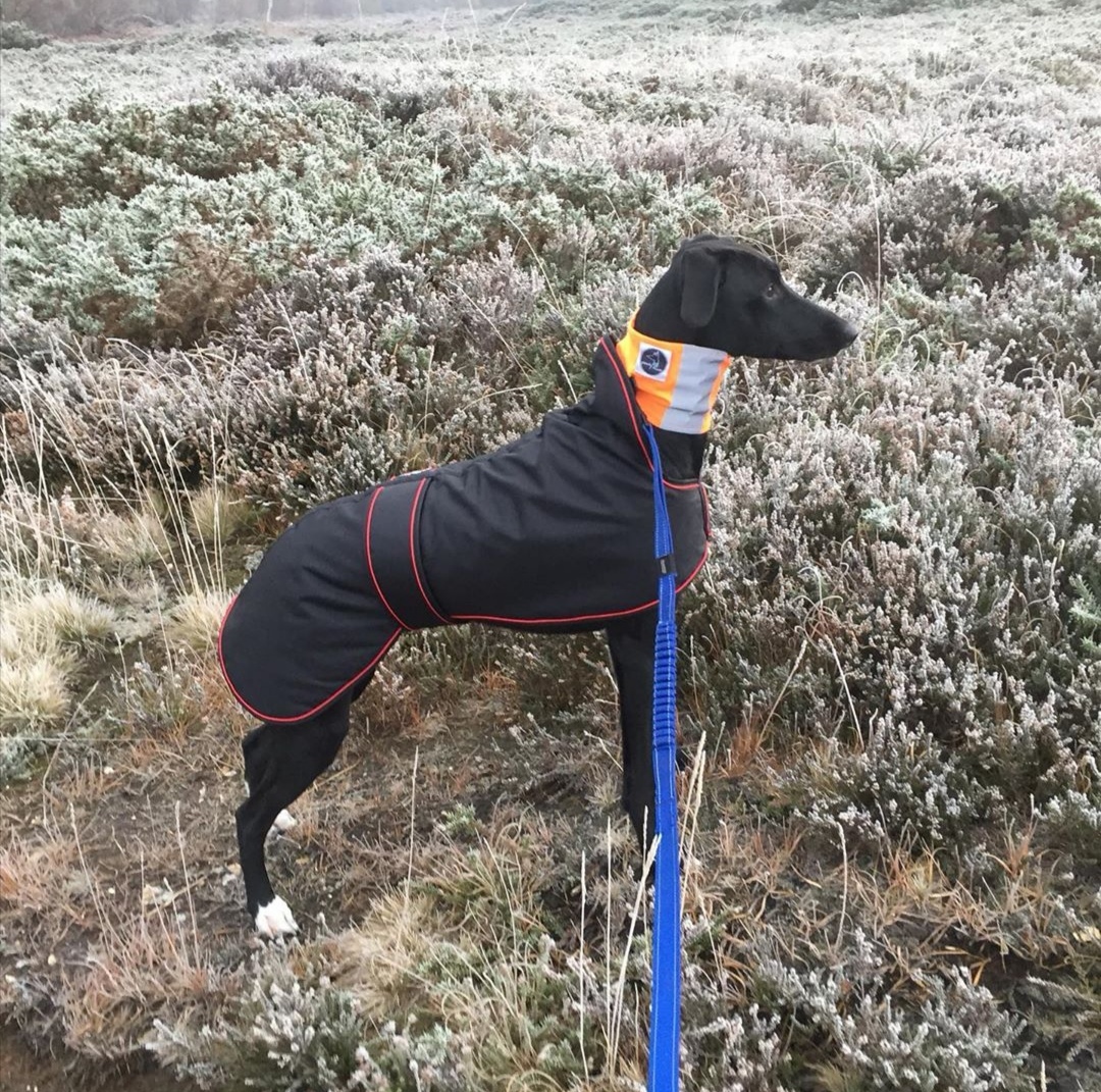 Pointy Faces Whippet Gear UK