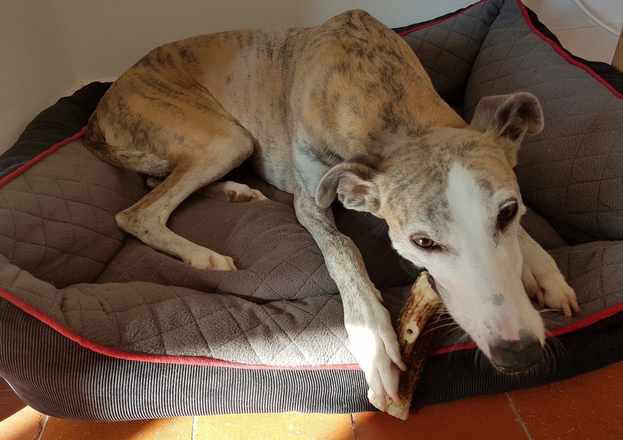 Pointy Faces Dog Antler Chew