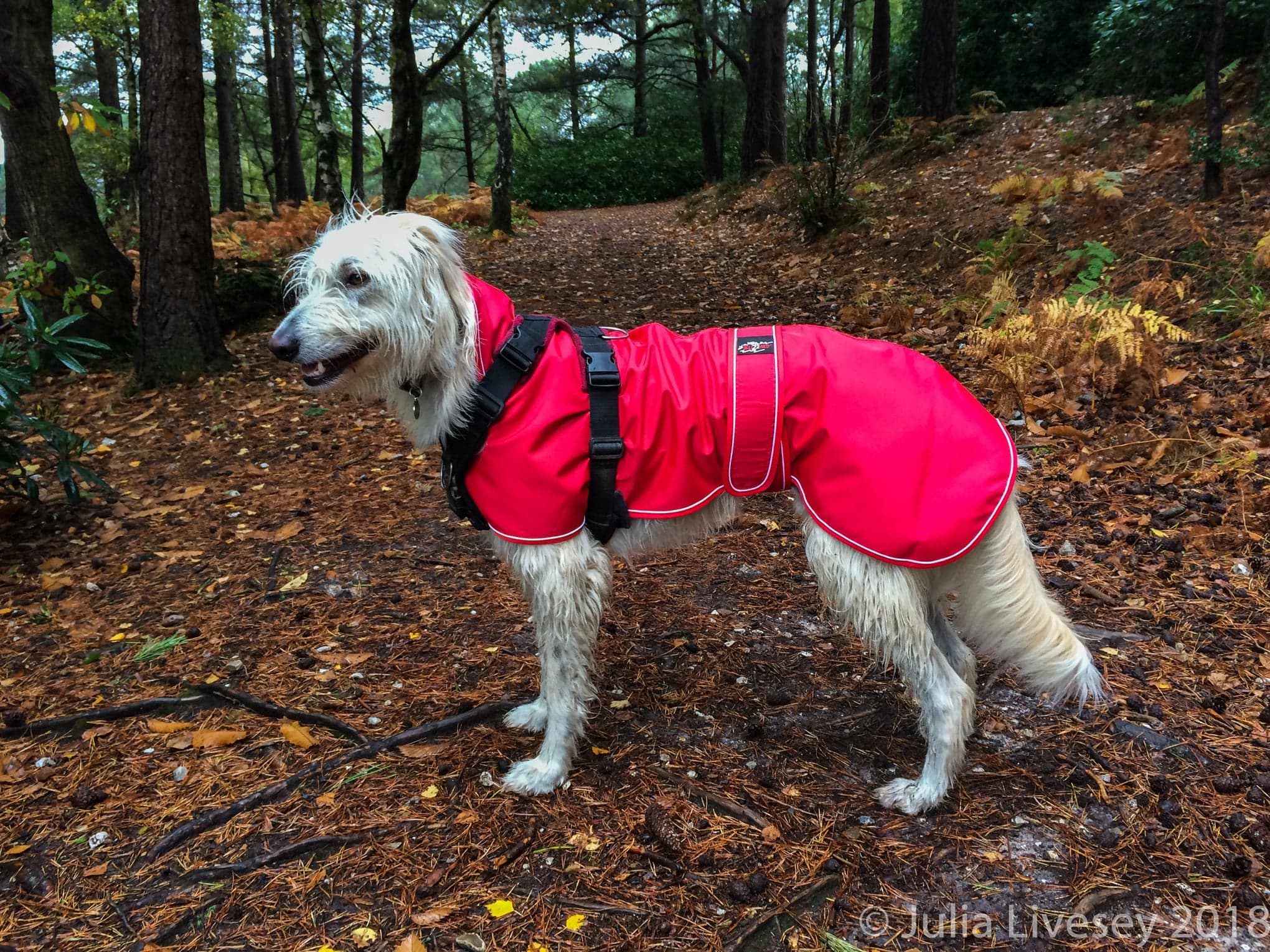 Sighthound_Lurcher_Raincoat-Water_Proof_