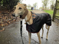 Greyhound Raincoat