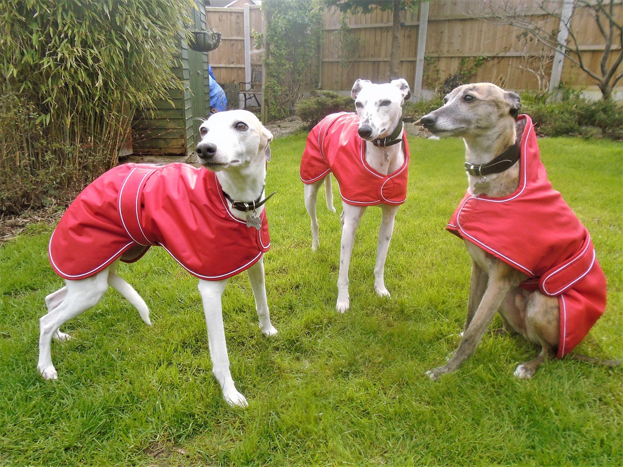 Pointy Faces Whippet Winter Coat