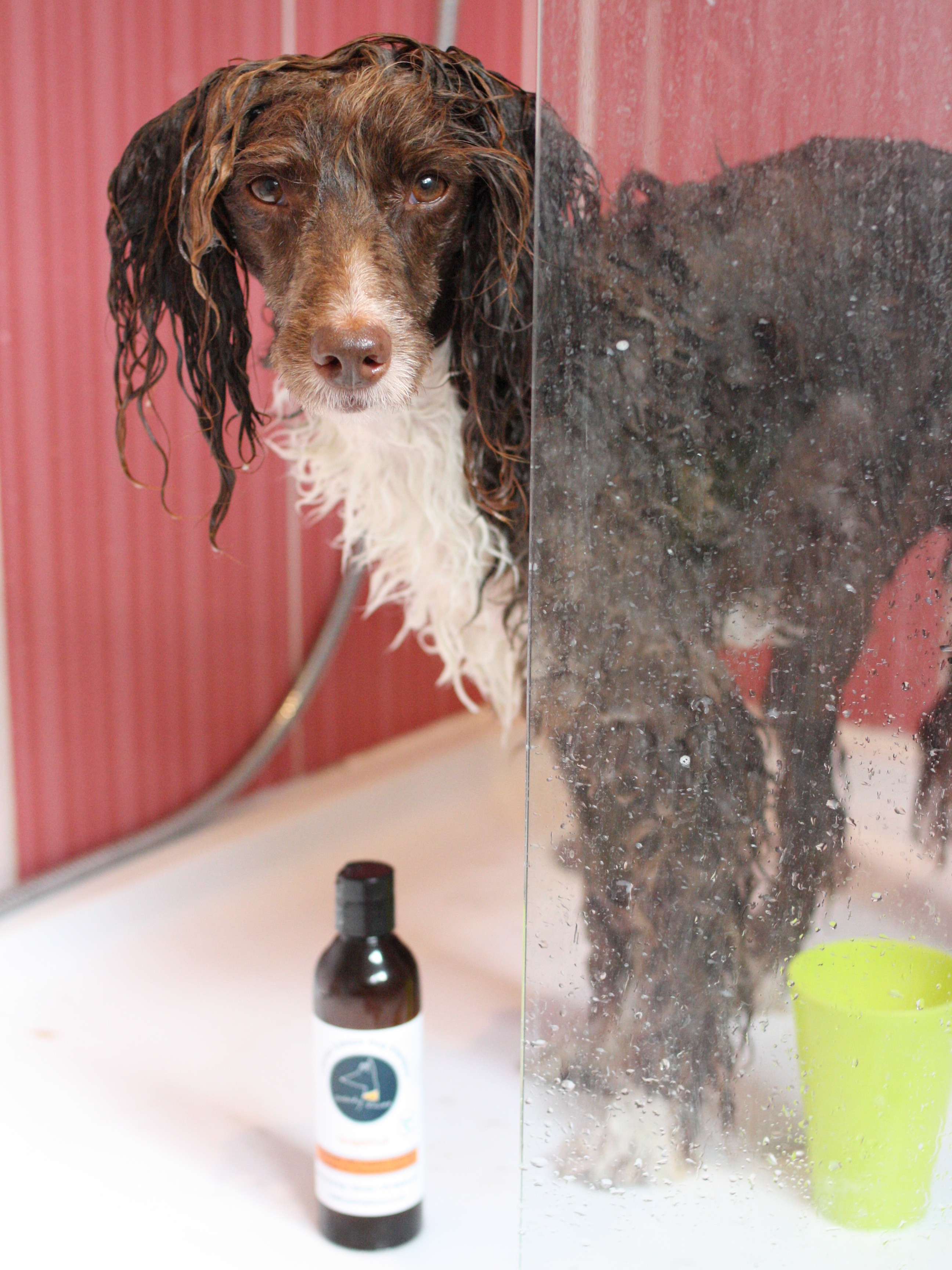 Pointy Faces Organic Dog Shampoo