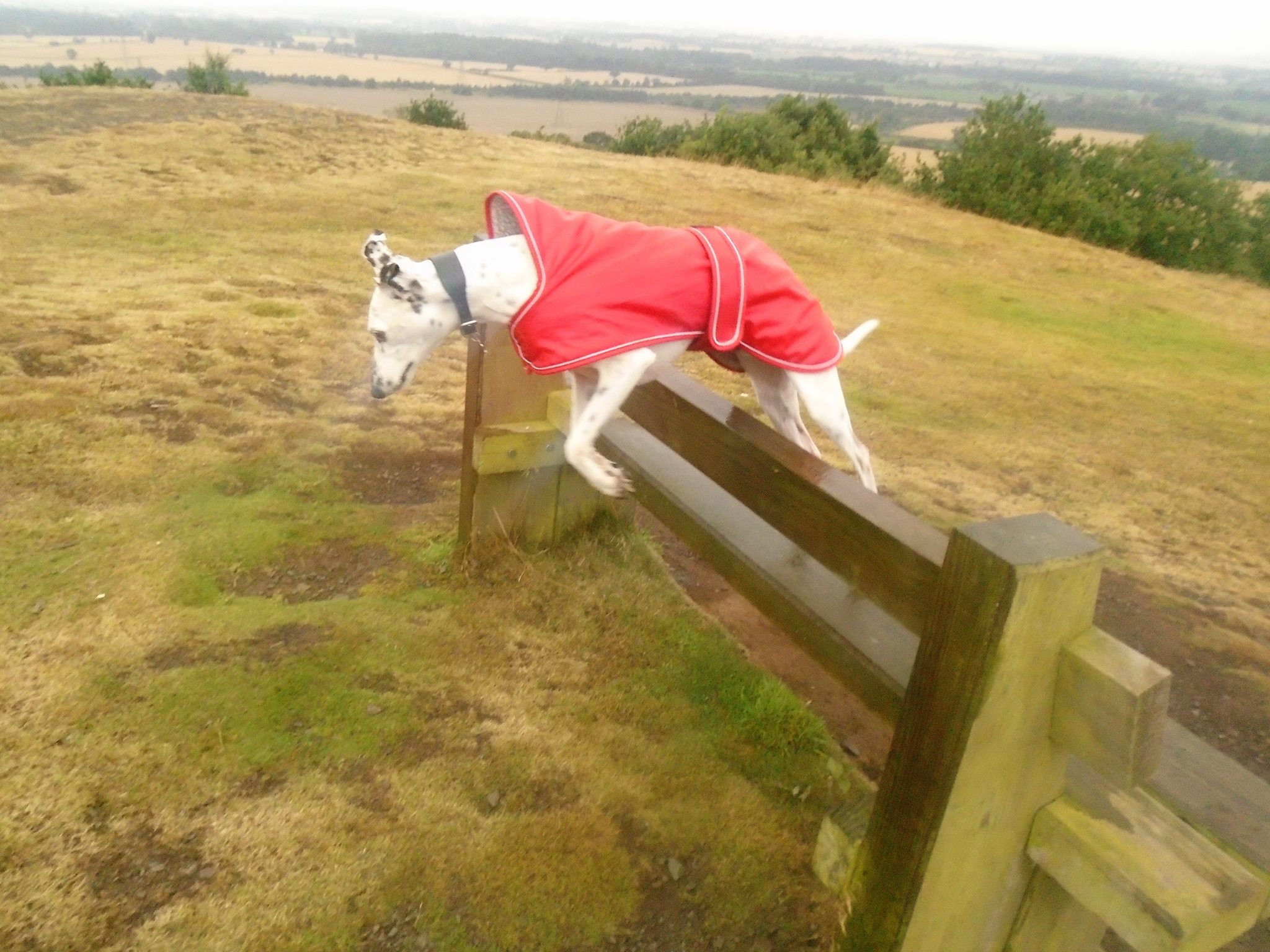 Pointy Faces Whippet Coat