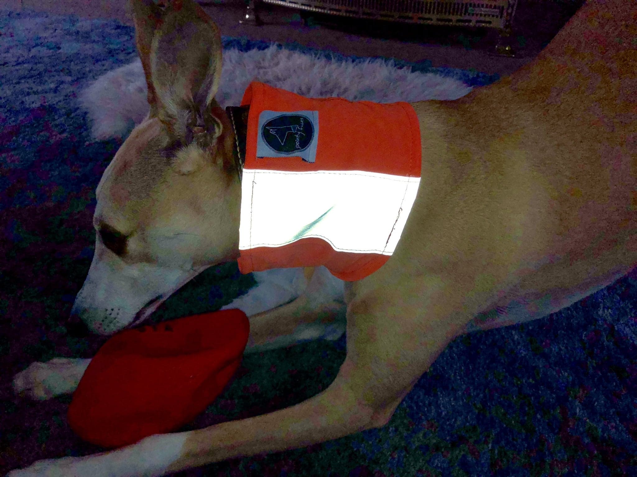 Pointy Faces Hi Vis Reflective Dog Snood