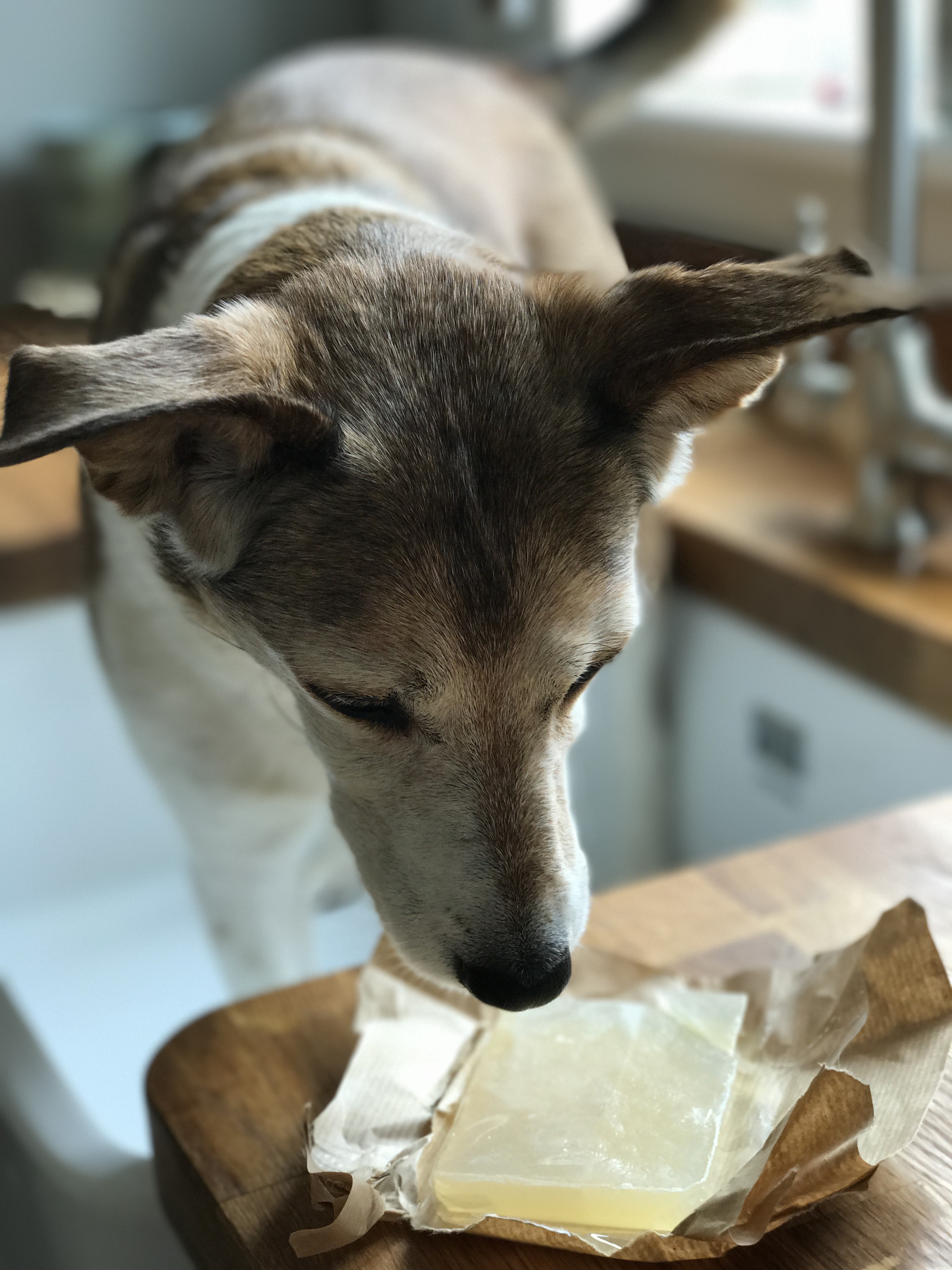 Organic Dog Shampoo Bar Pointy Faces