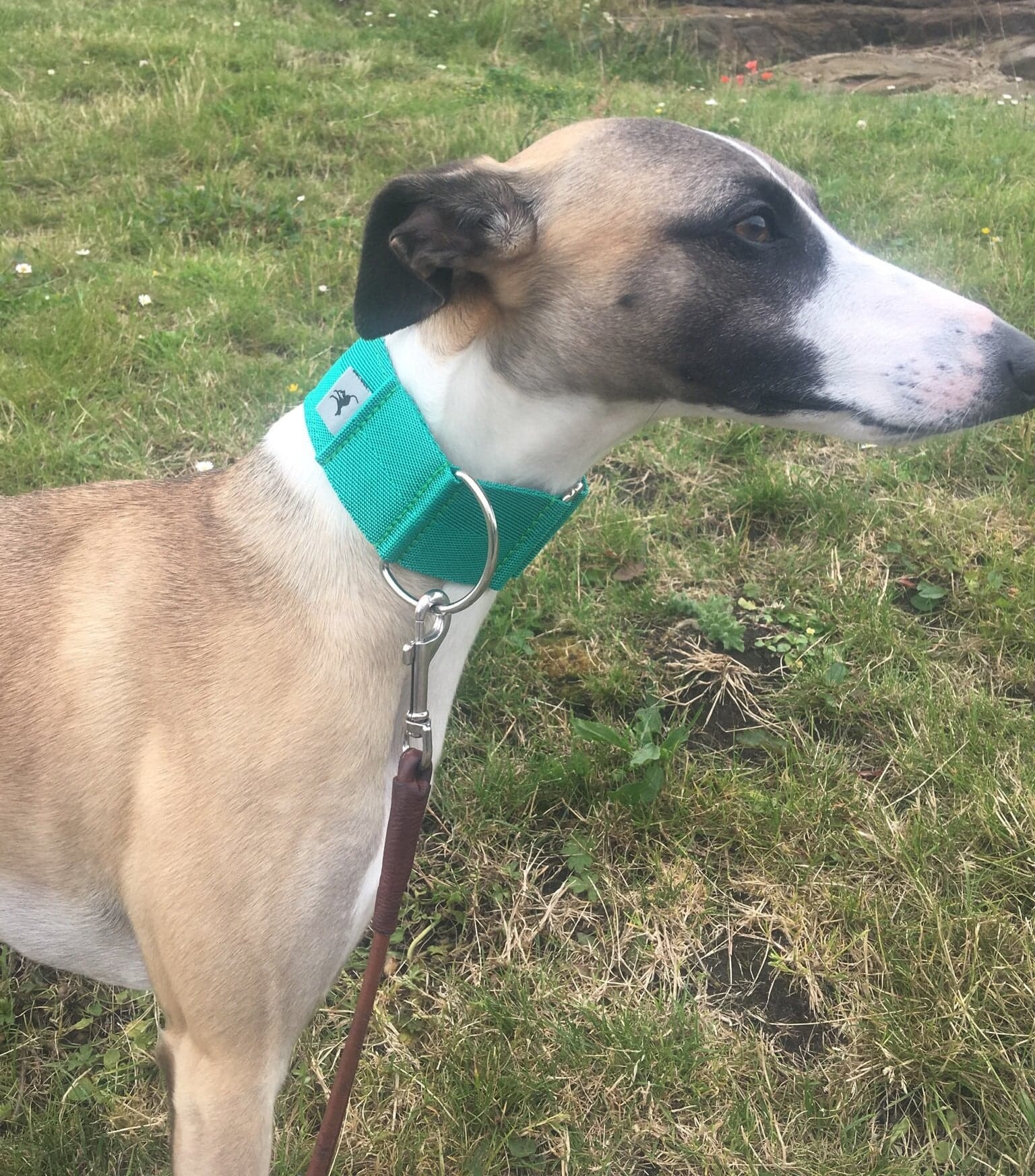 Pointy Faces Whippet Collar in Emerald_e