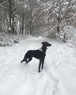 Whippet Winter Coat by Pointy Faces