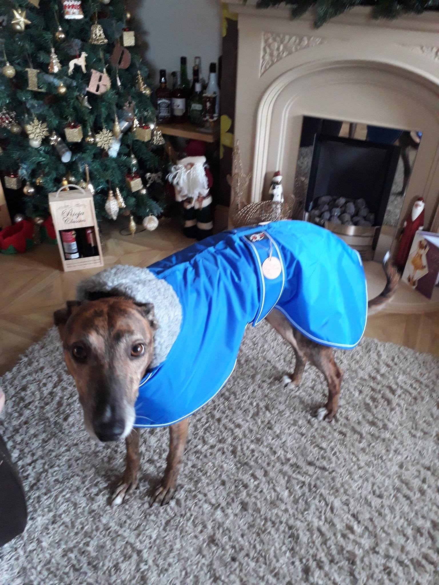 Greyhound lurcher coat blue UK