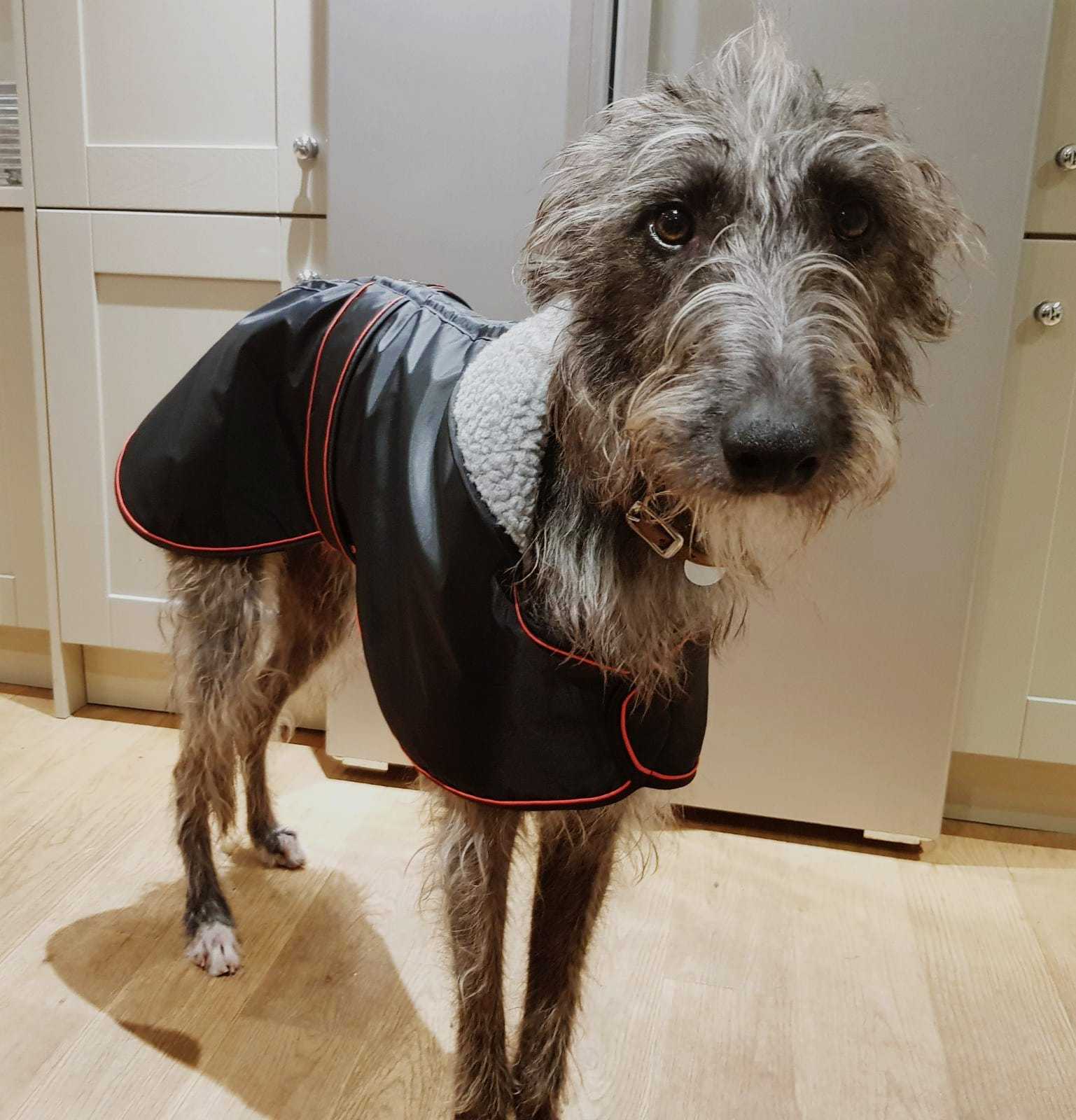 Pointy Faces Lurcher Raincoat Black UK N