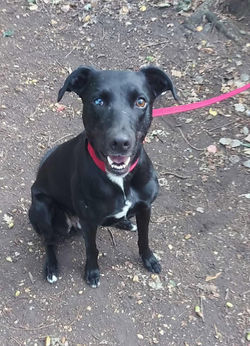 Black lurcher in red martingale collar