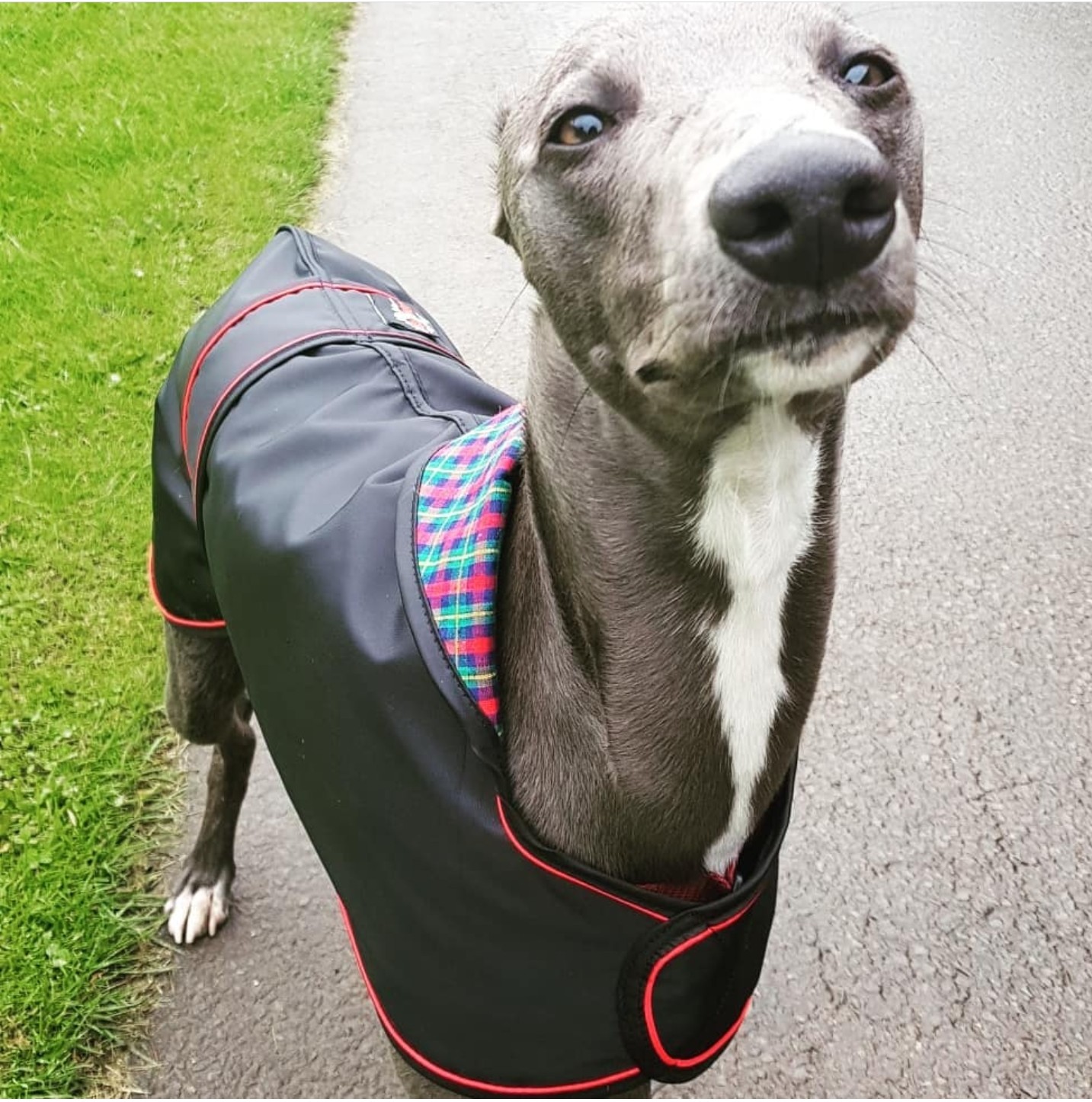Pointy Faces Whippet Raincoat Ralph