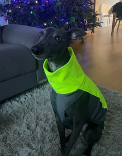 Whippet Jumper