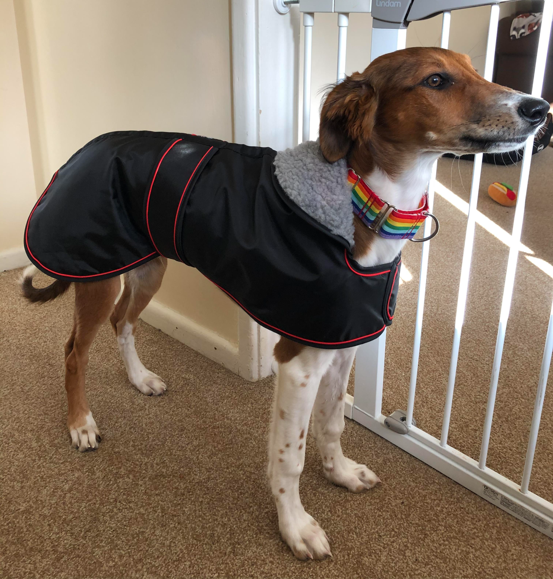 Lurcher Coat