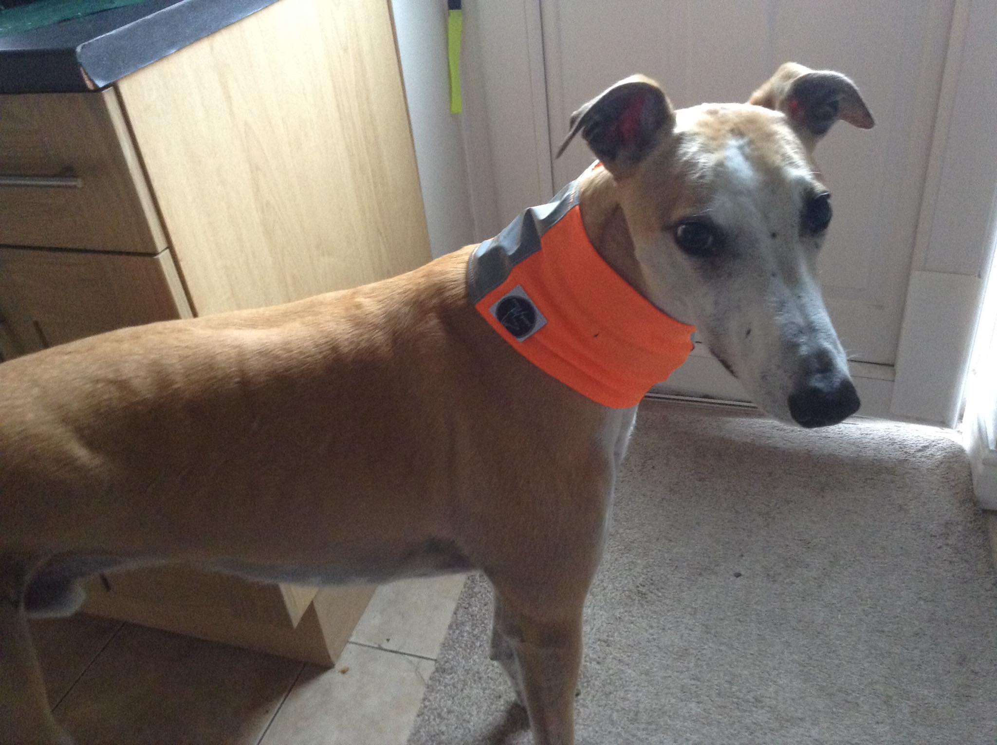 Pointy Faces Reflective Dog Snood Orange
