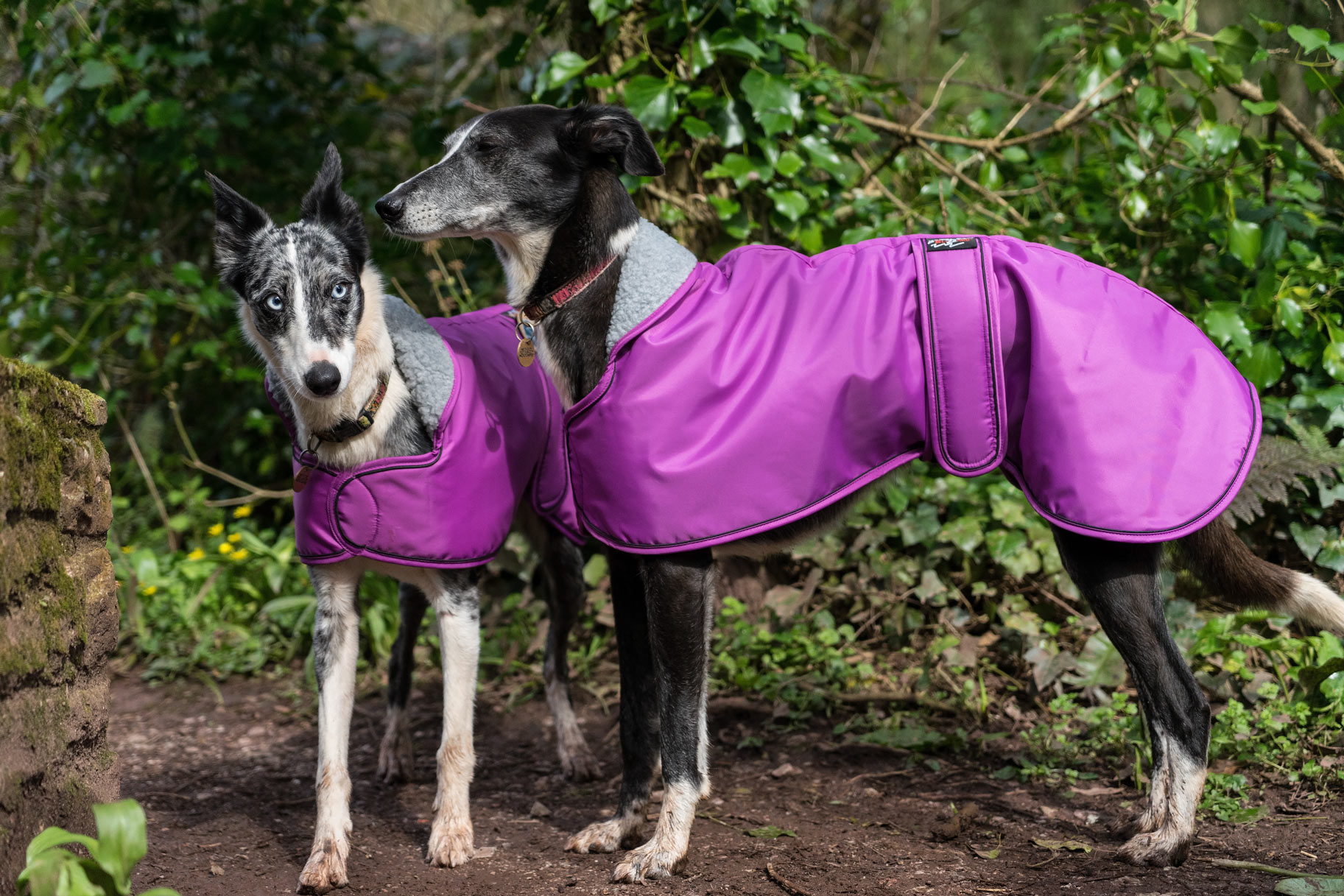 Pointy Faces Cerise Sighthound Coats