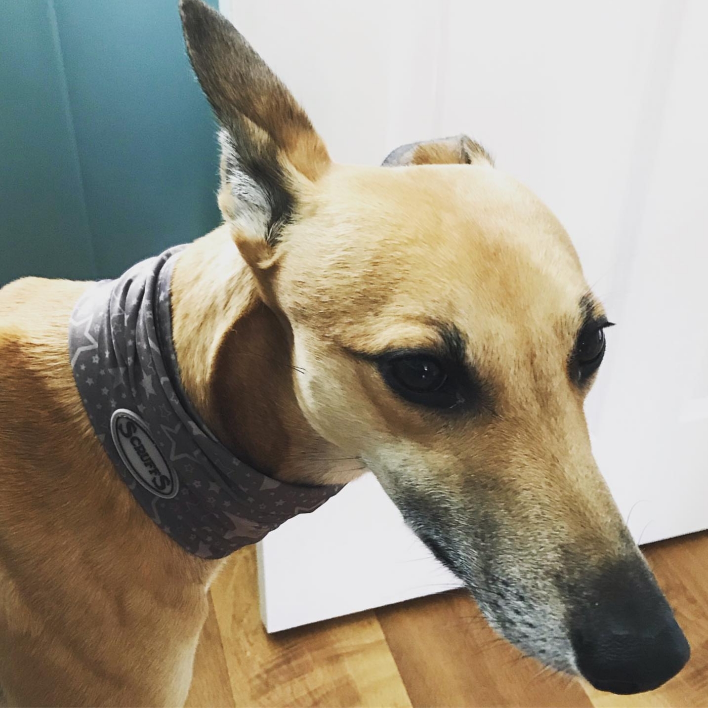 Pointy Faces Dog Greyound Snood