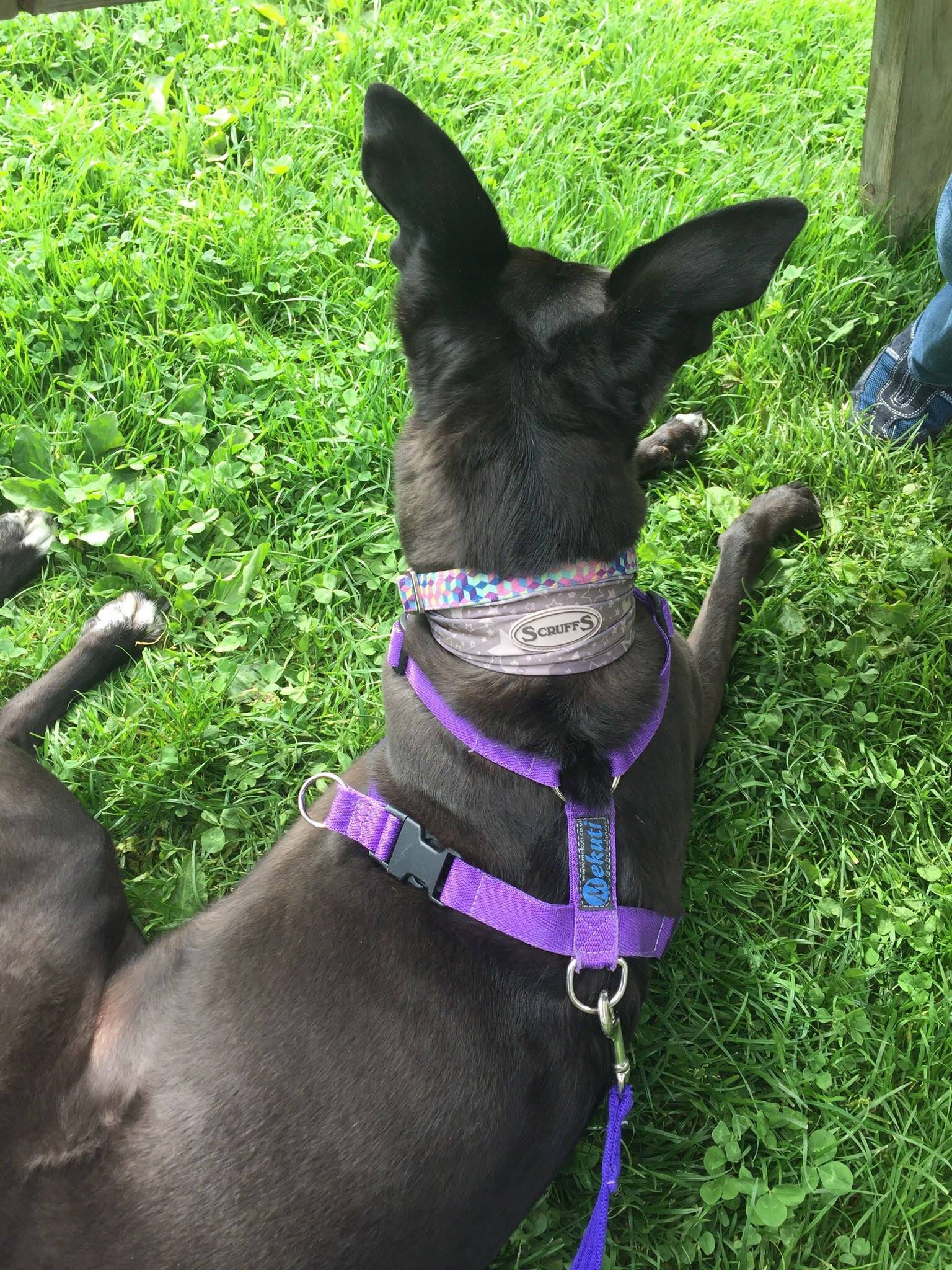 Pointy-Faces-Dog-Snood-Shuna