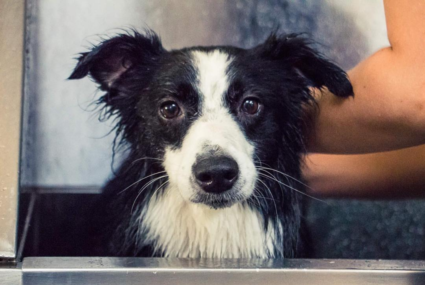 Organic and Natural Dog Shampoo
