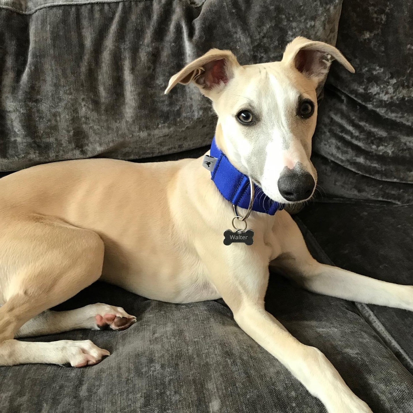 Pointy Faces whippet collar blue
