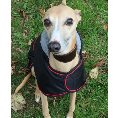 blizzard whippet coat