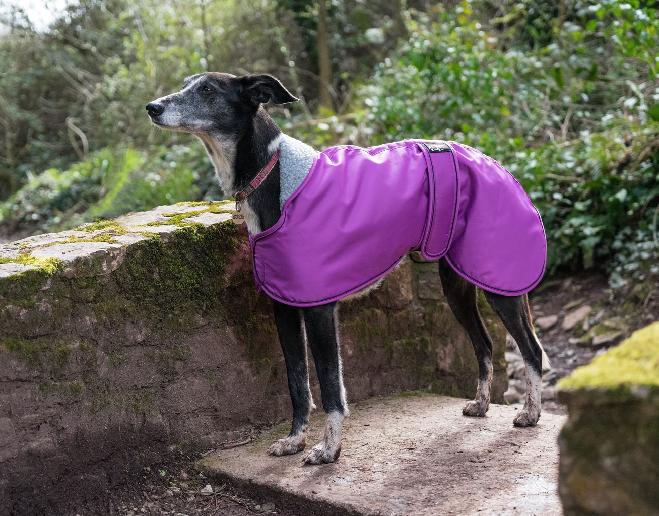 Pointy Faces Cerise Greyhound Coat 2