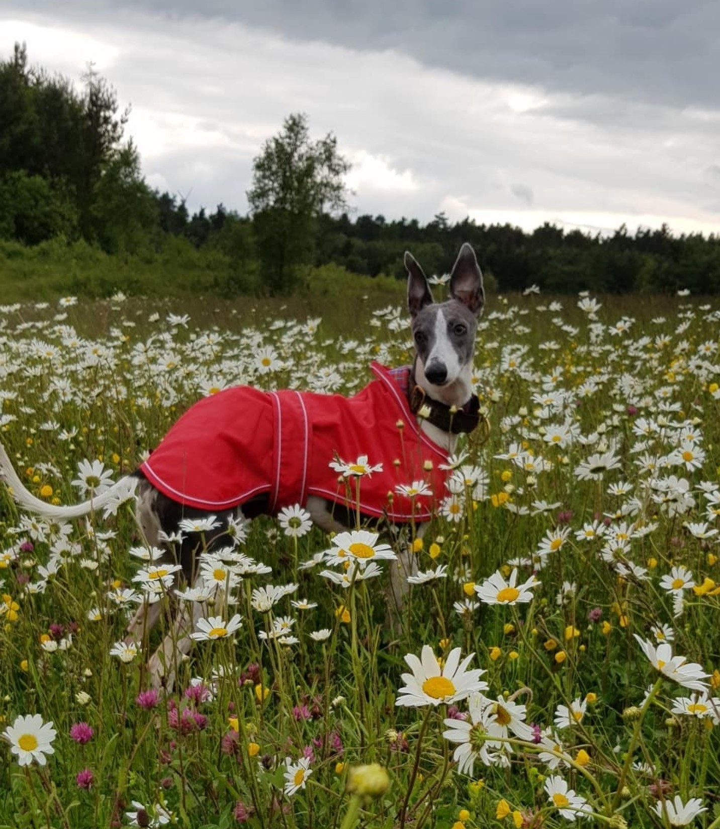 Pointy Faces Whippet Raincoat Red