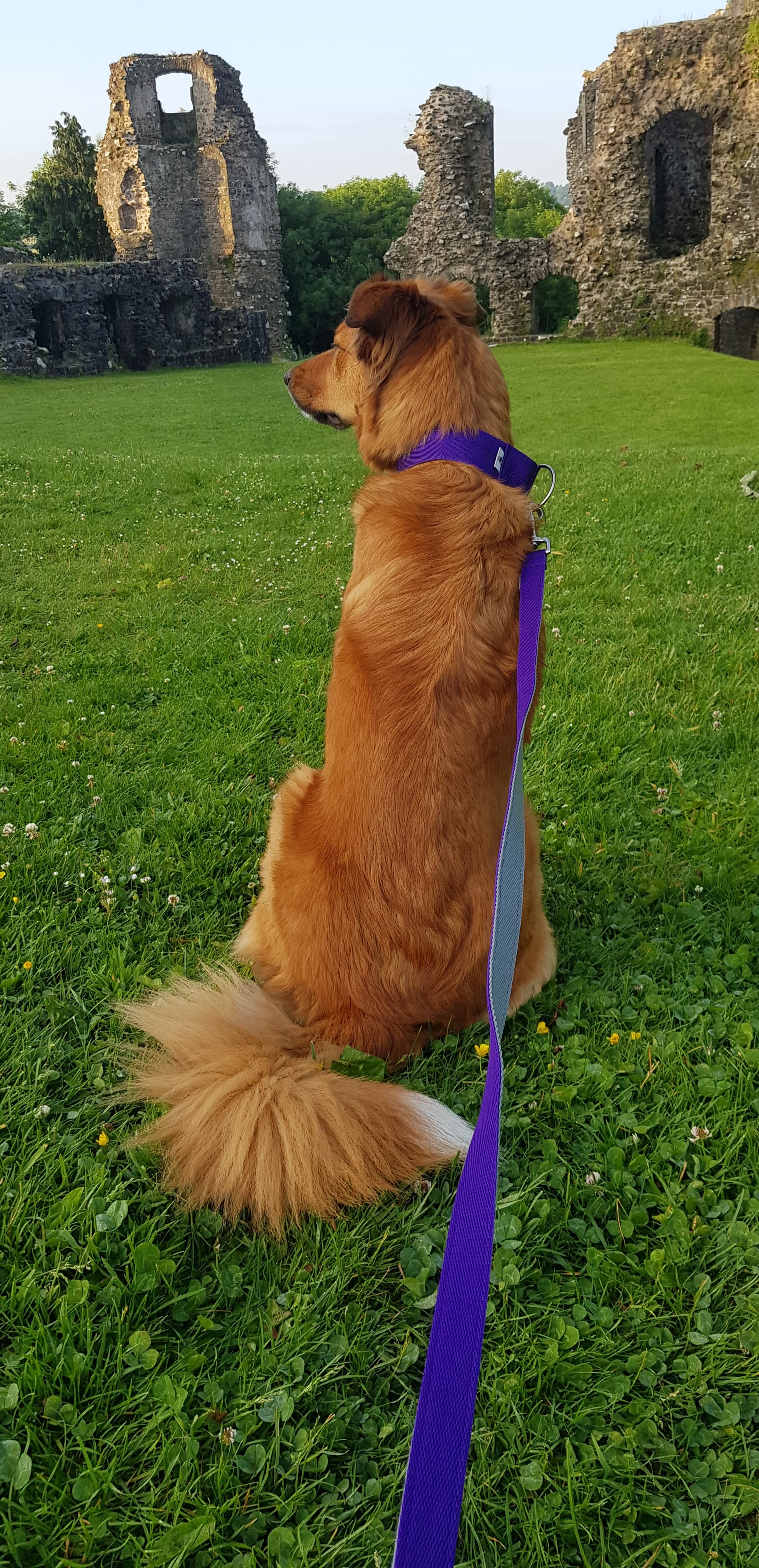 Pointy Faces 2 inch dog collar purple