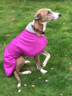 Pointy Faces Lurcher Sighthound Coat Fle