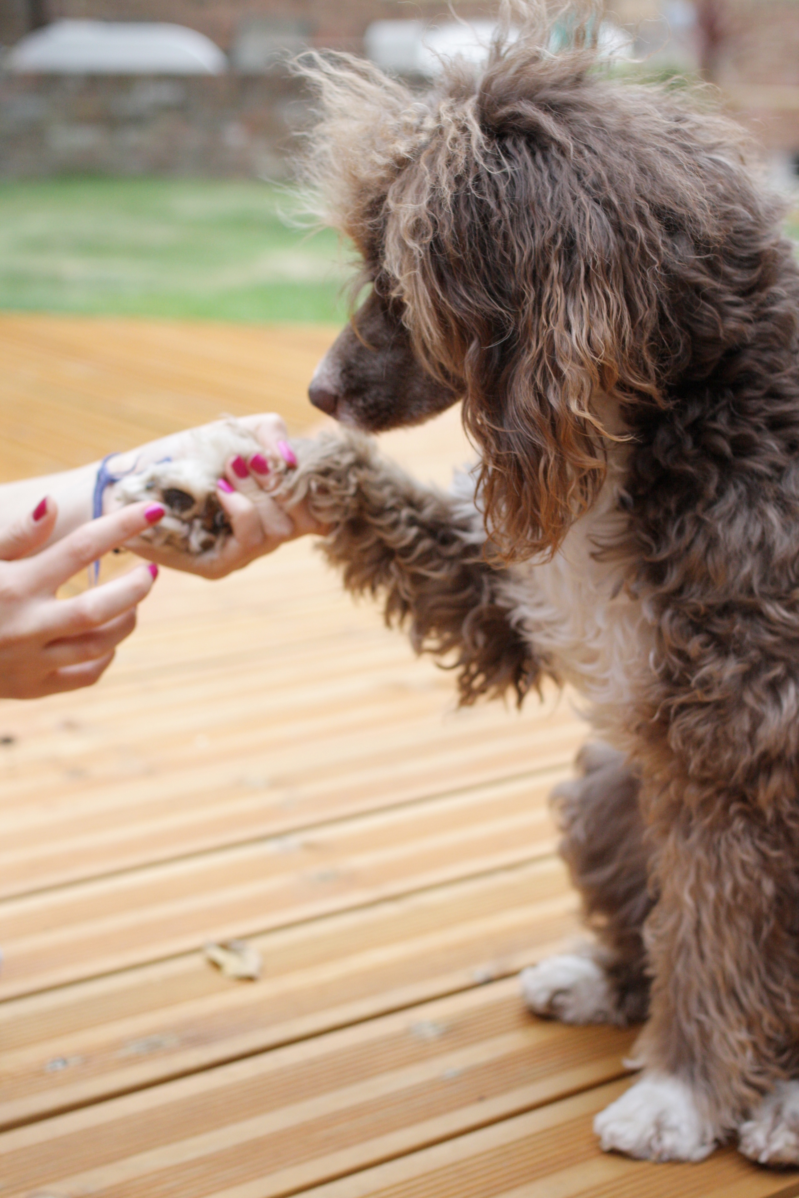 Pointy Faces Organic Paw Balm