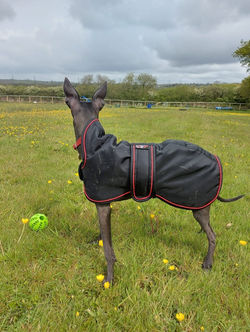 Italian Greyhound Coat in Black