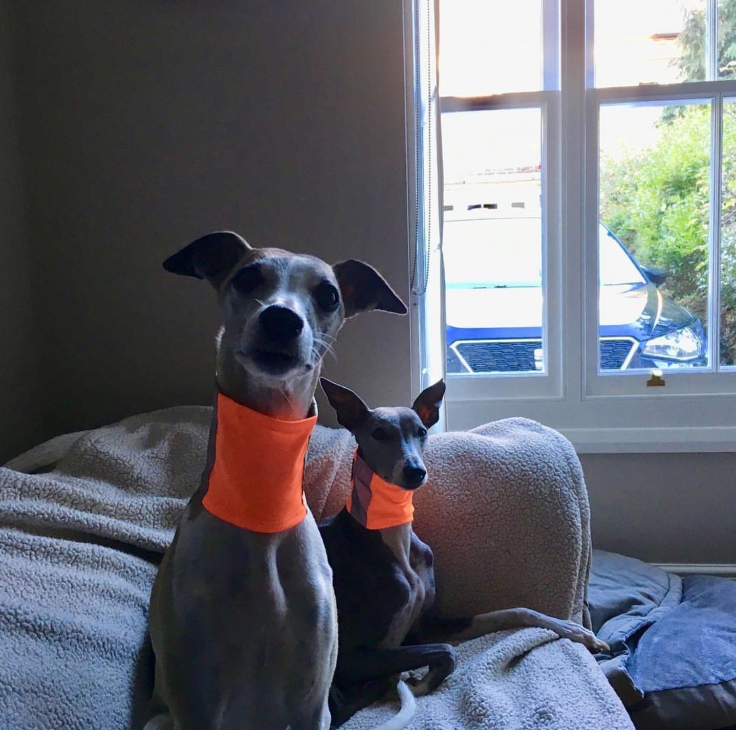 Reflective Dog Snood by Pointy Faces