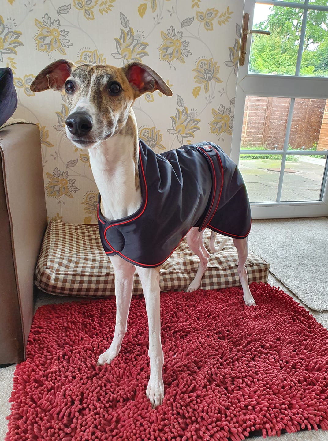 Pointy Faces Whippet Raincoat Black UK