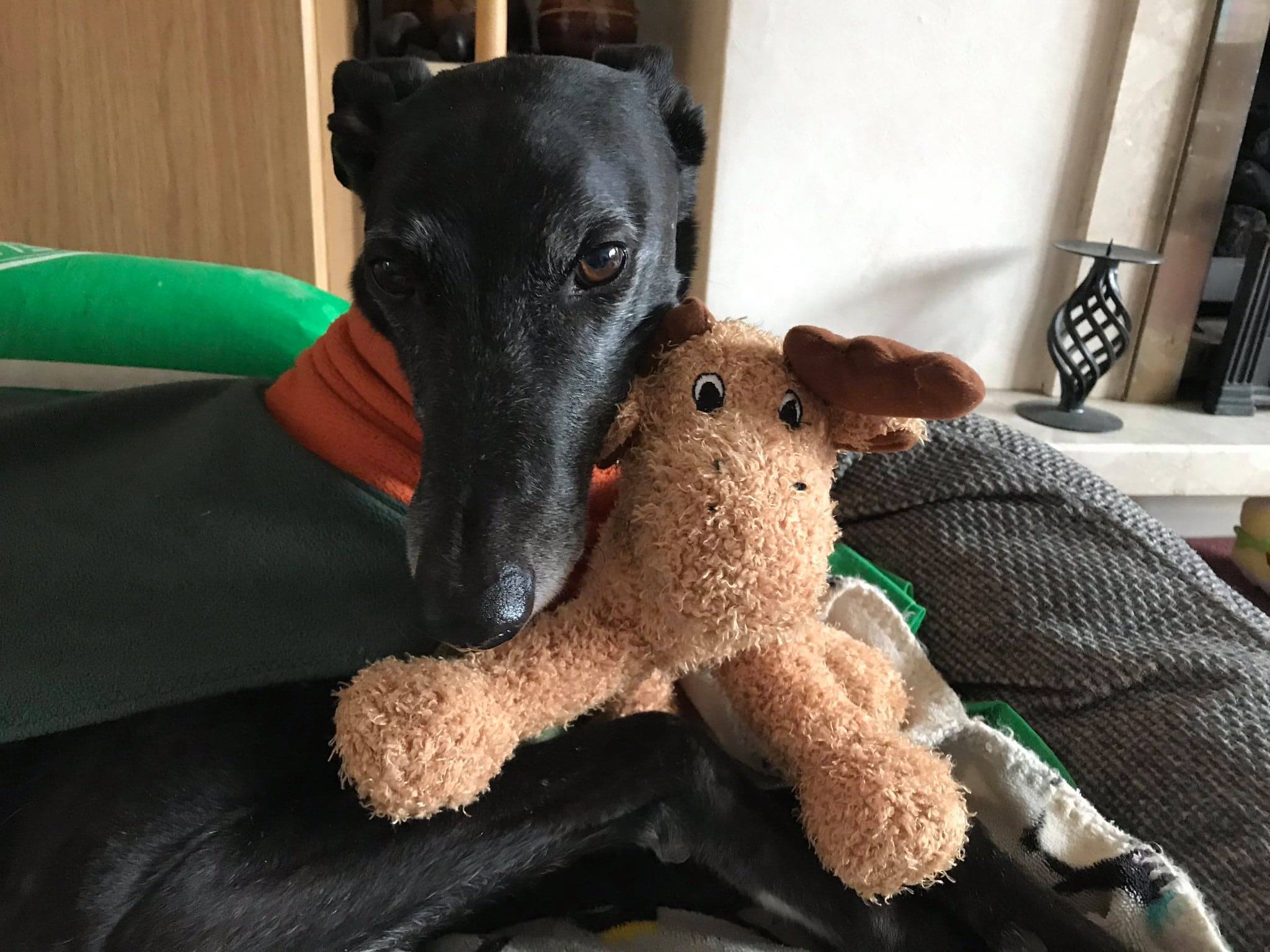 Pointy Faces best toys for Greyhounds